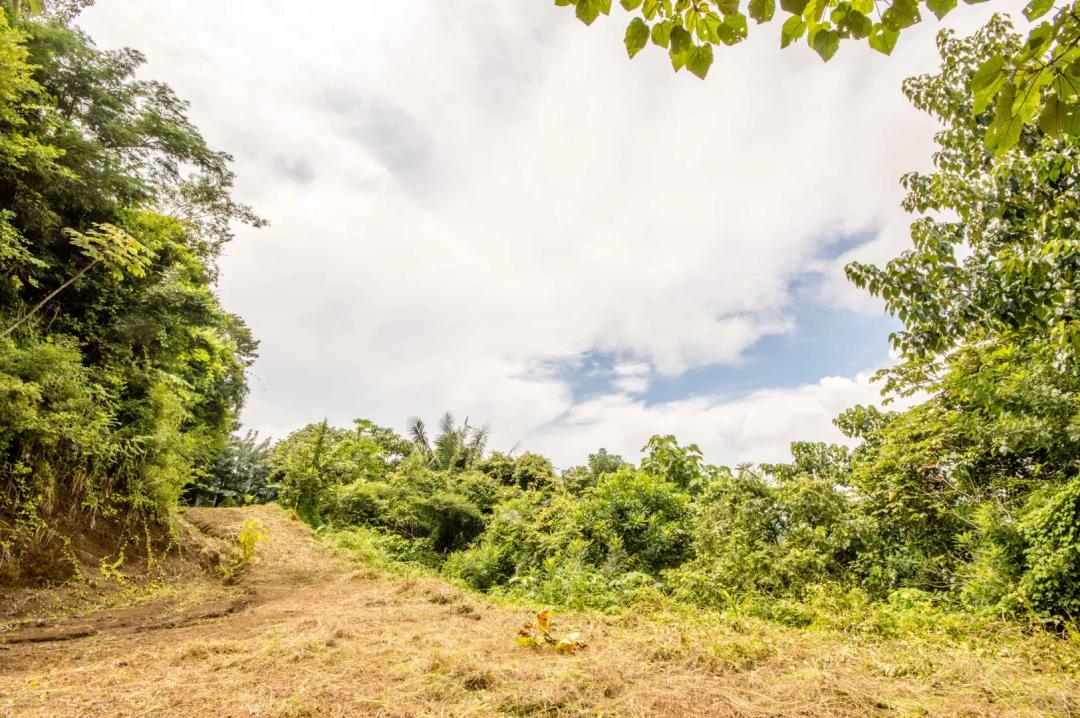 Finca del Cusuco - Costa Rica Ocean View Agricultural Parcel