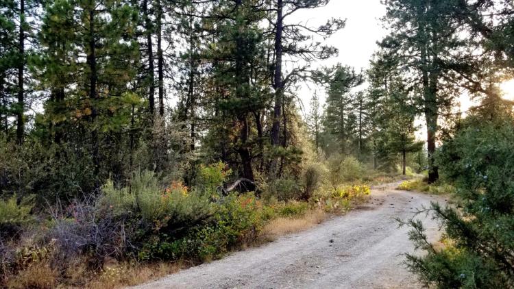 Forested parcels Borders State of Oregon Lands - End of Road Privacy