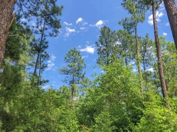 388 Acres | Lost Indian Camp Road | Tract 5302