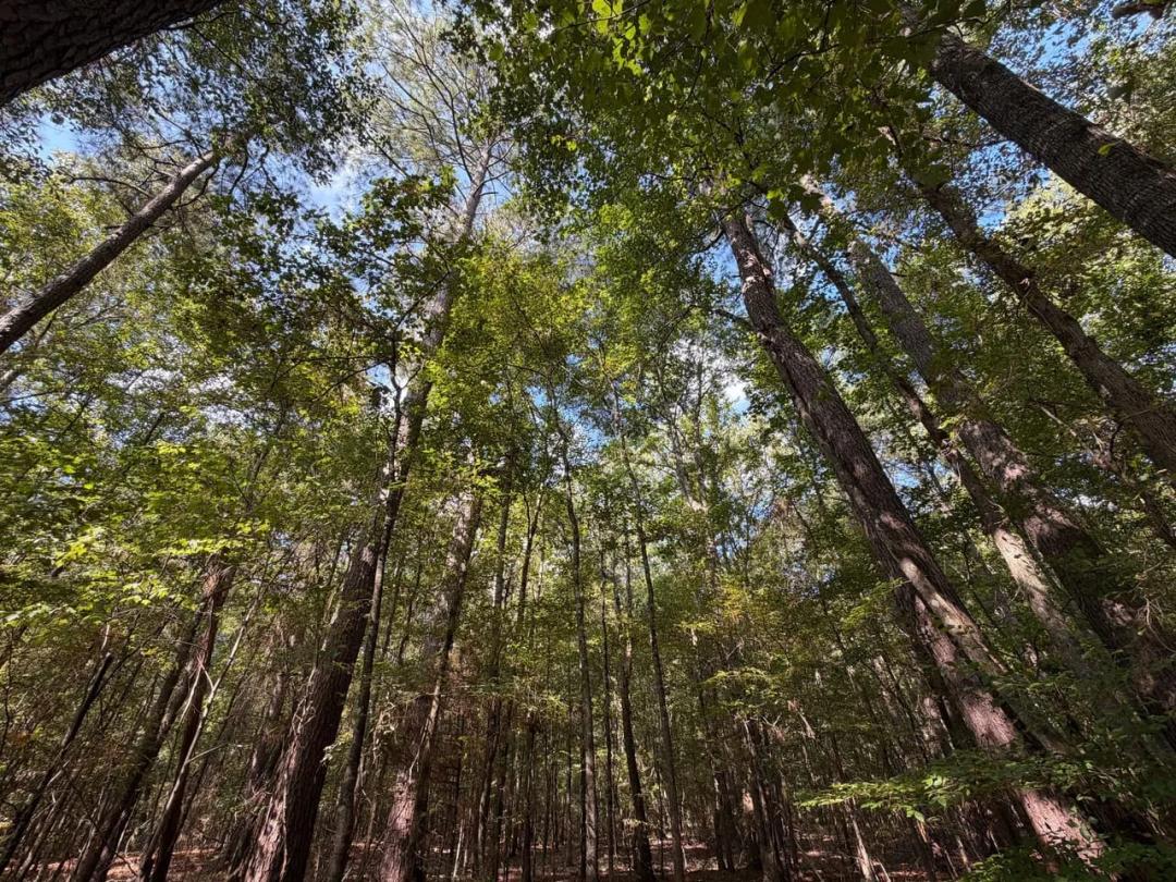 Hebron 40 Tract, Claiborne Parish, +/-40 Acres