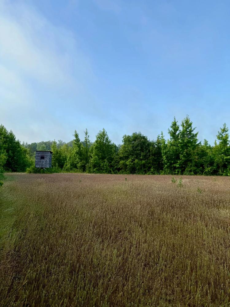 38 Acres in Choctaw County, MS 