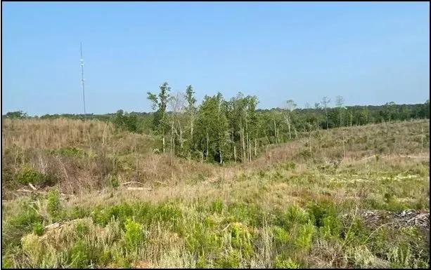 94.8 Acres in Carroll County in Carrollton, MS