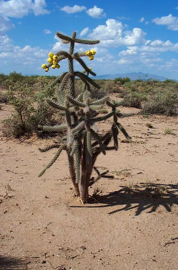 Scenic Sunny Southern New Mexico * Camp RV Recreation