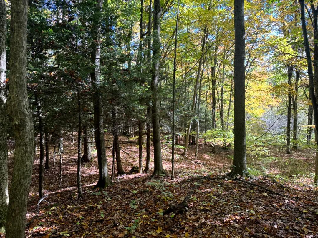 On Trout Brook