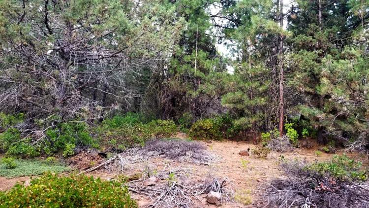 Heavily Treed Parcel - Privacy  Secluded - Bly Mountain Pass Area