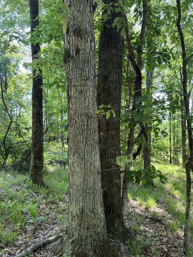 18.5 Acres in Carroll County, MS 