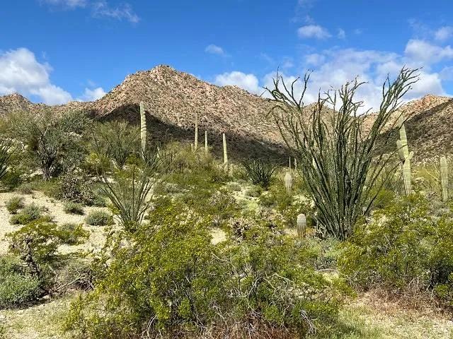 Pristine Saguaro Desert