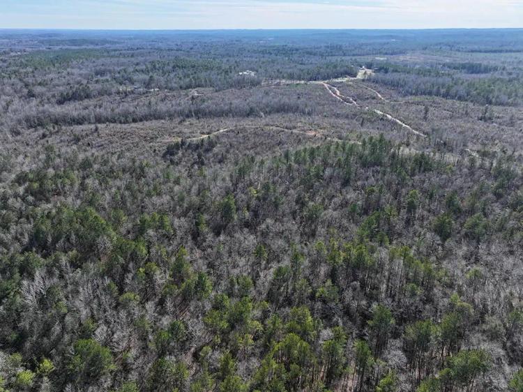 42 Acres in Tuscaloosa County, AL 