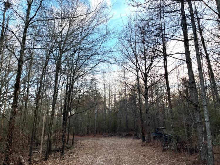337+/- Acres of Fine Hunting Land with Income in West Carroll Parish