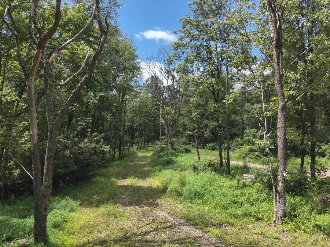 Large Laurel Highlands Timber Tract with Trout Run and Home Site