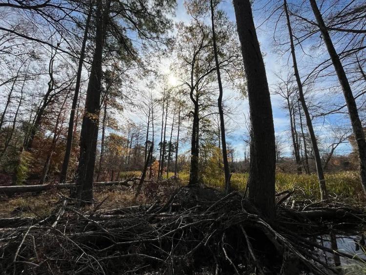 80 Acres in Union County, Arkansas