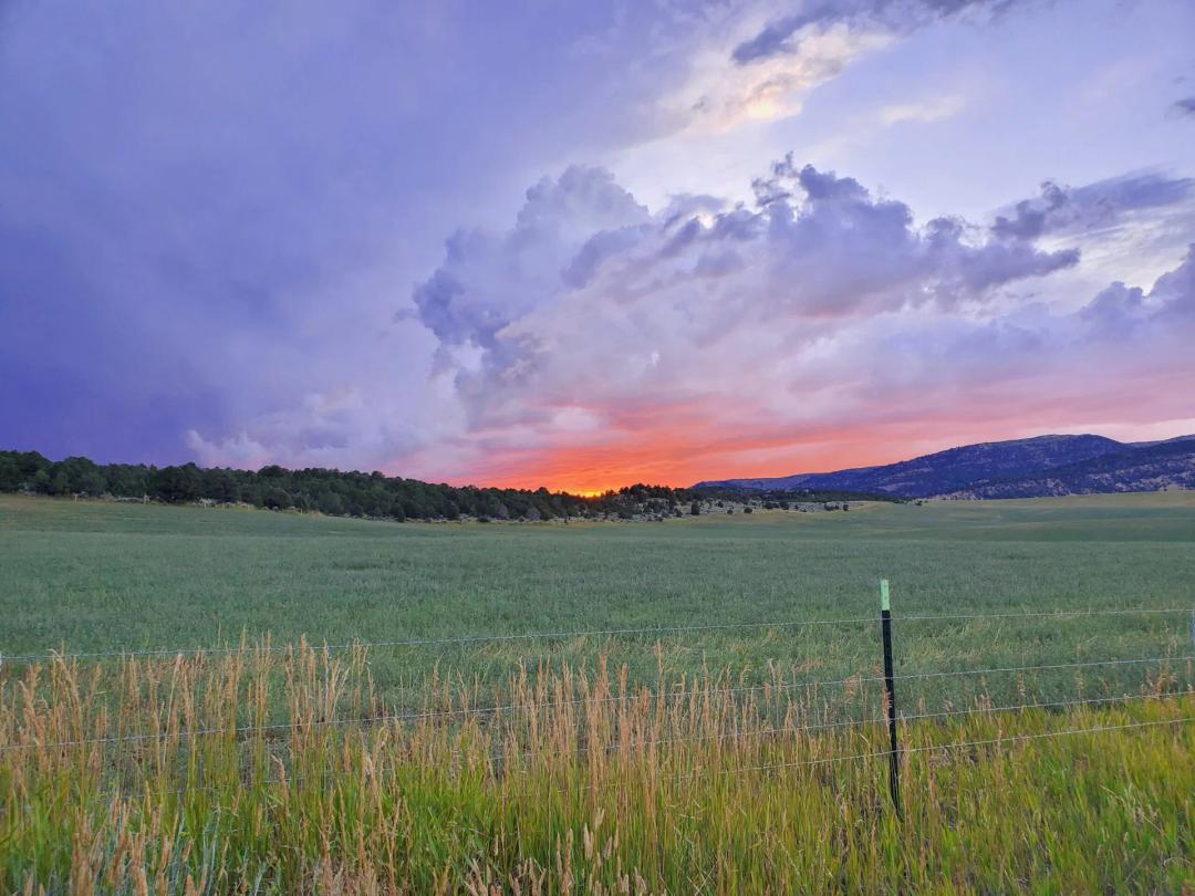 Strawberry Hunting and Ag Ranch
