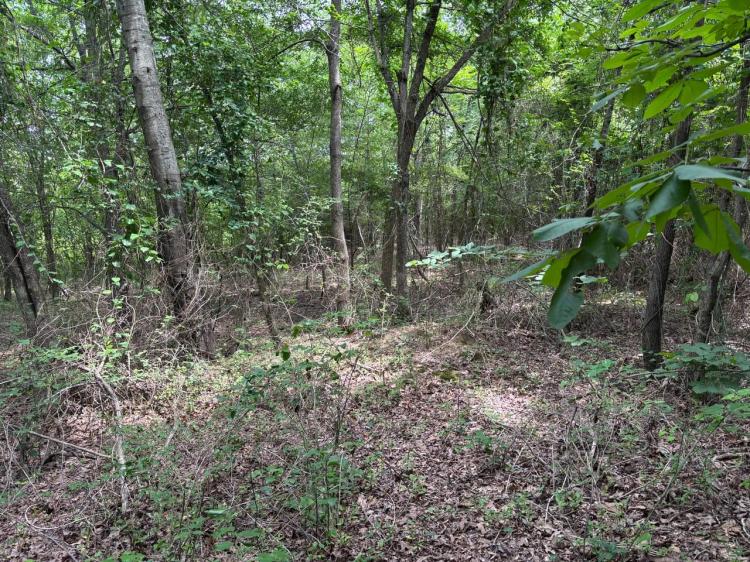 70+-Acre Hardwood Slough
