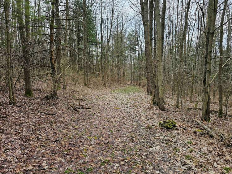 24 acre Wooded Property in Hector NY N. Shuler Road in the Finger Lakes Region