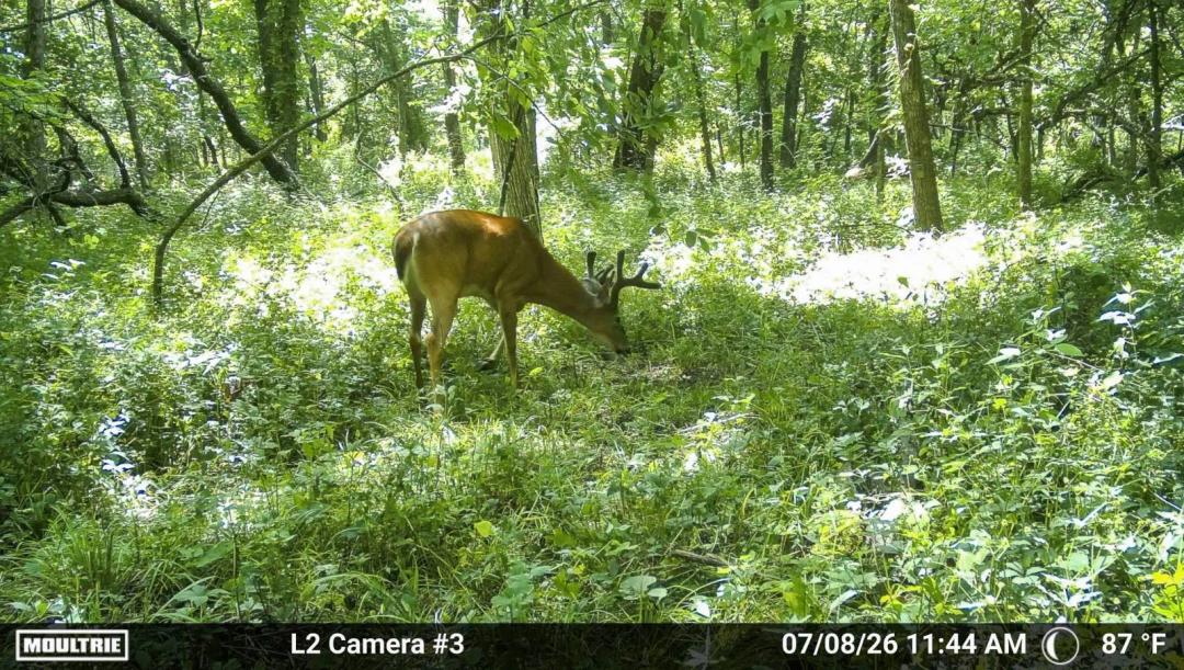 74 +/- Acres of Prime Northern Missouri Timberland