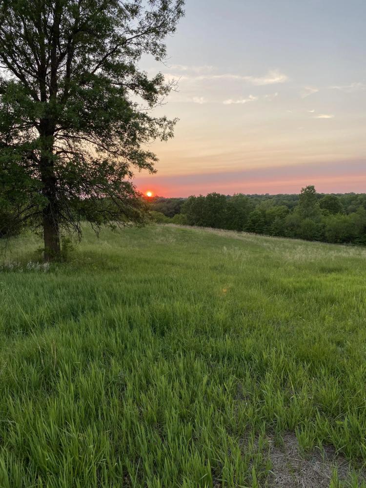 85.75+/- Acre Row Crop Farm with Excellent Hunting Opportunity!