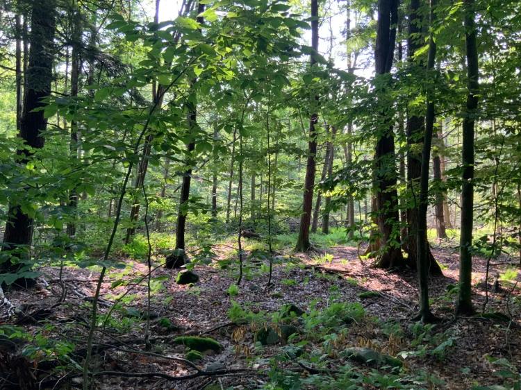 41 acres Hunting Land Bordering State Land Greenfield NY