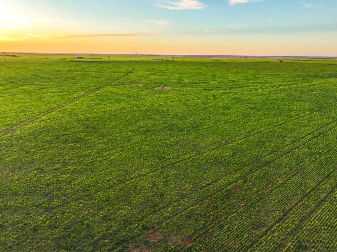 Watson Farmland