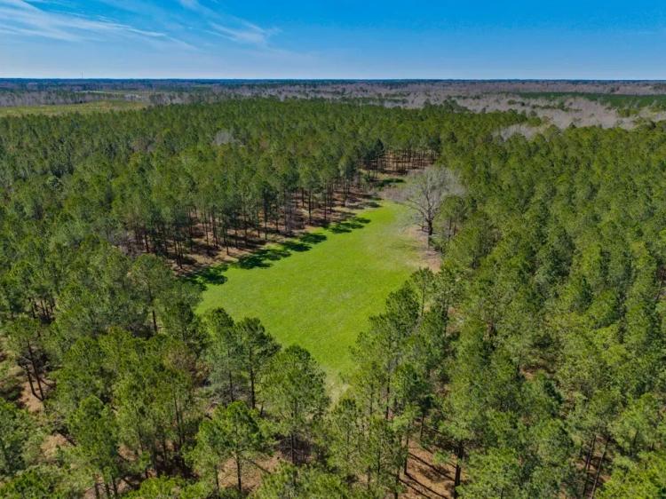 T&F Plantation
