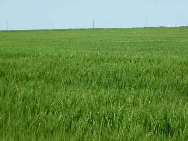 160 Acres of Wheat Production and Grazing - Kingfisher, OK