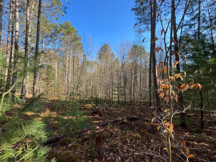 4 acre Wooded Camp Lot in Dickinson NY