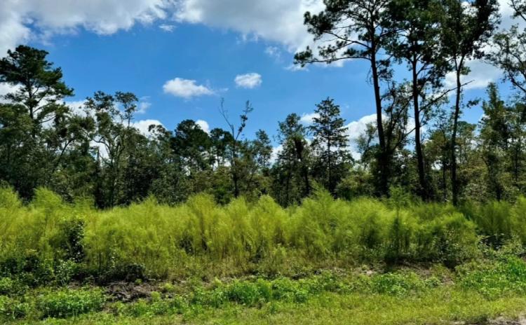 2.2 Acres of Land in North Florida for Sale - Great Homesite!