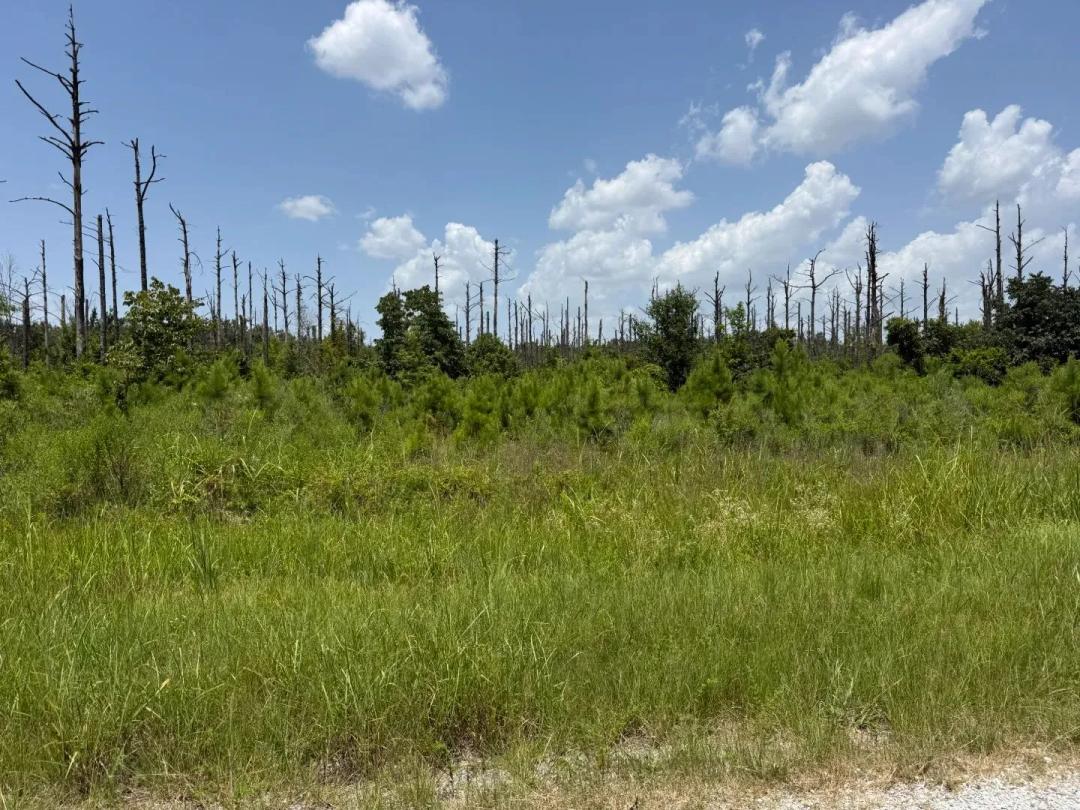 LA - Richland 80 acres +/-