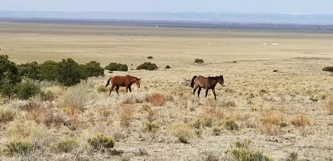 Base of the Sangre De Cristo Mountains 5 acres * Huge Views