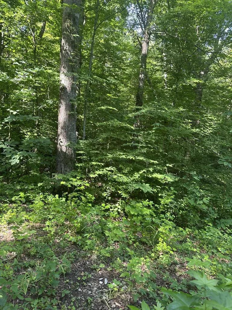 Lot 419 Graber Lane