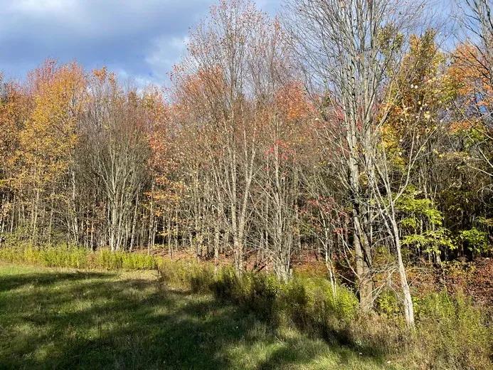 Oxbow Meadows
