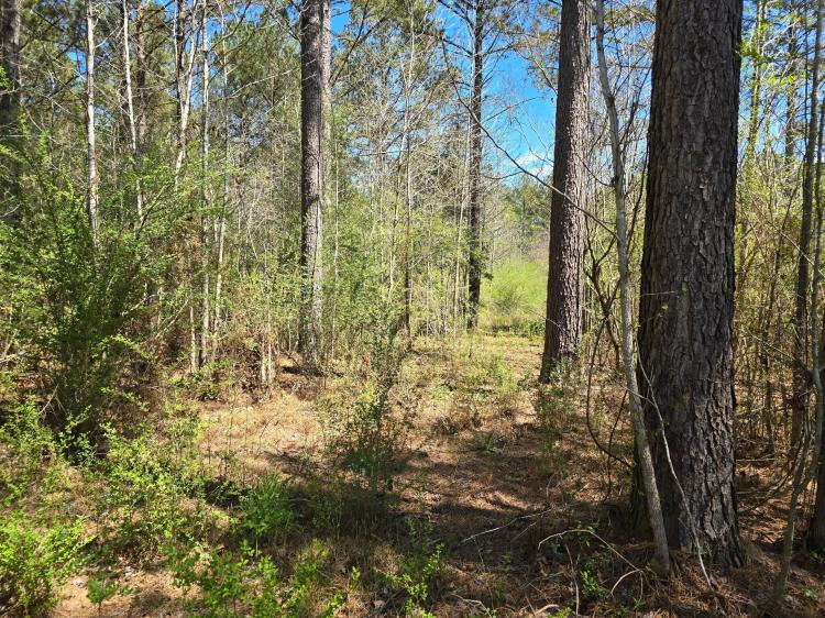 15+/- Acre homesite in Stronghope Community of Copiah County, MS