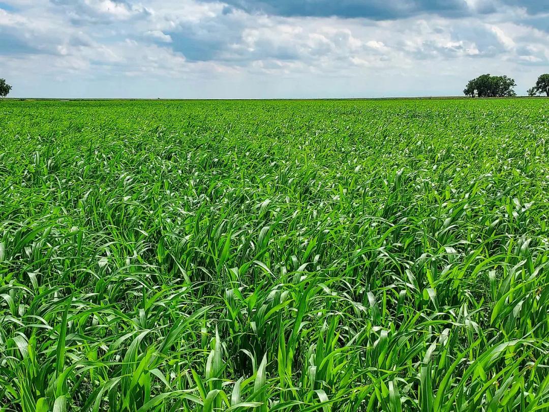 160.76 Acre Farm Near Cheraw, CO For Sale