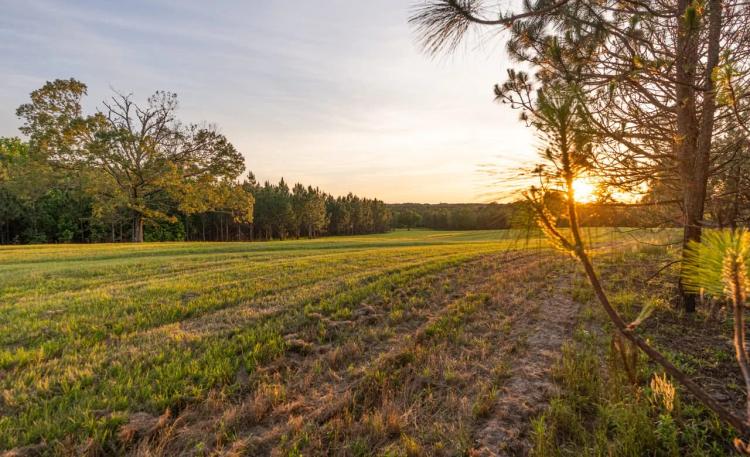 10 Acre Beautiful Country Homesite in Grady (Lot 1)