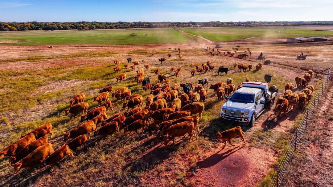 ABN Family Ranch: Premier Red Wagyu Turnkey Operation
