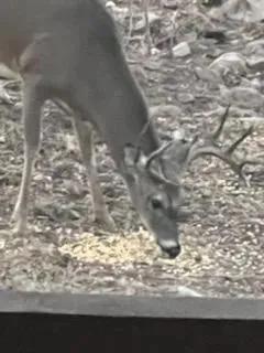 45198662-15