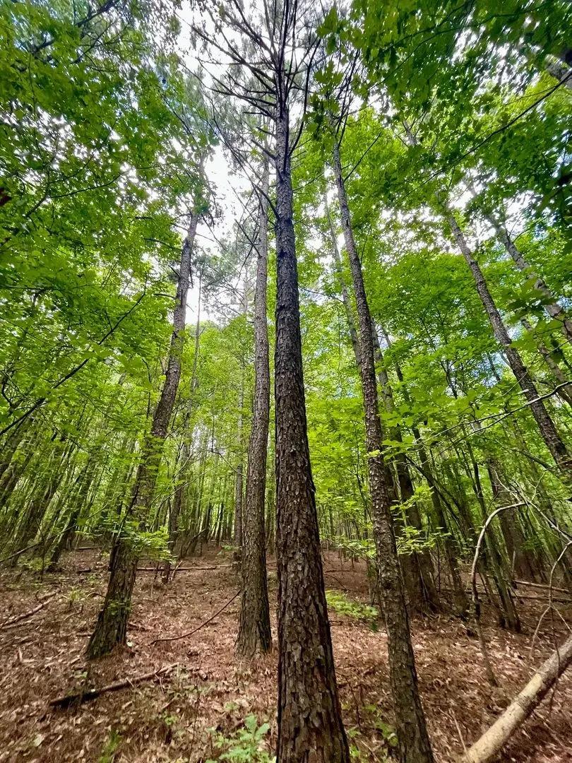 21+/- Acres in Woodland, AL