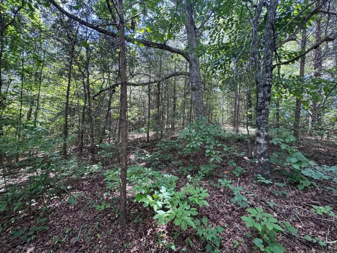 1.67 +/- Acres- Stephens County, GA