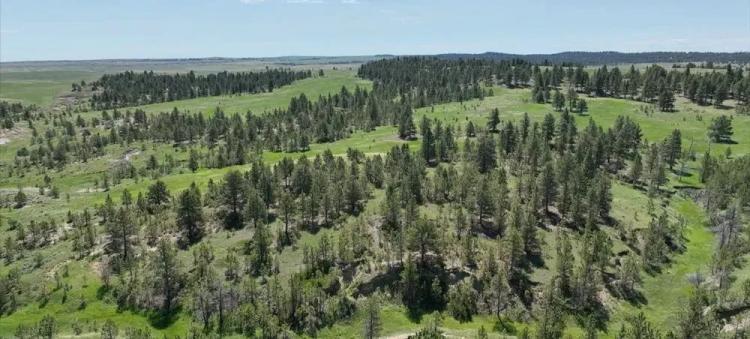 Pine Tracks Ranch