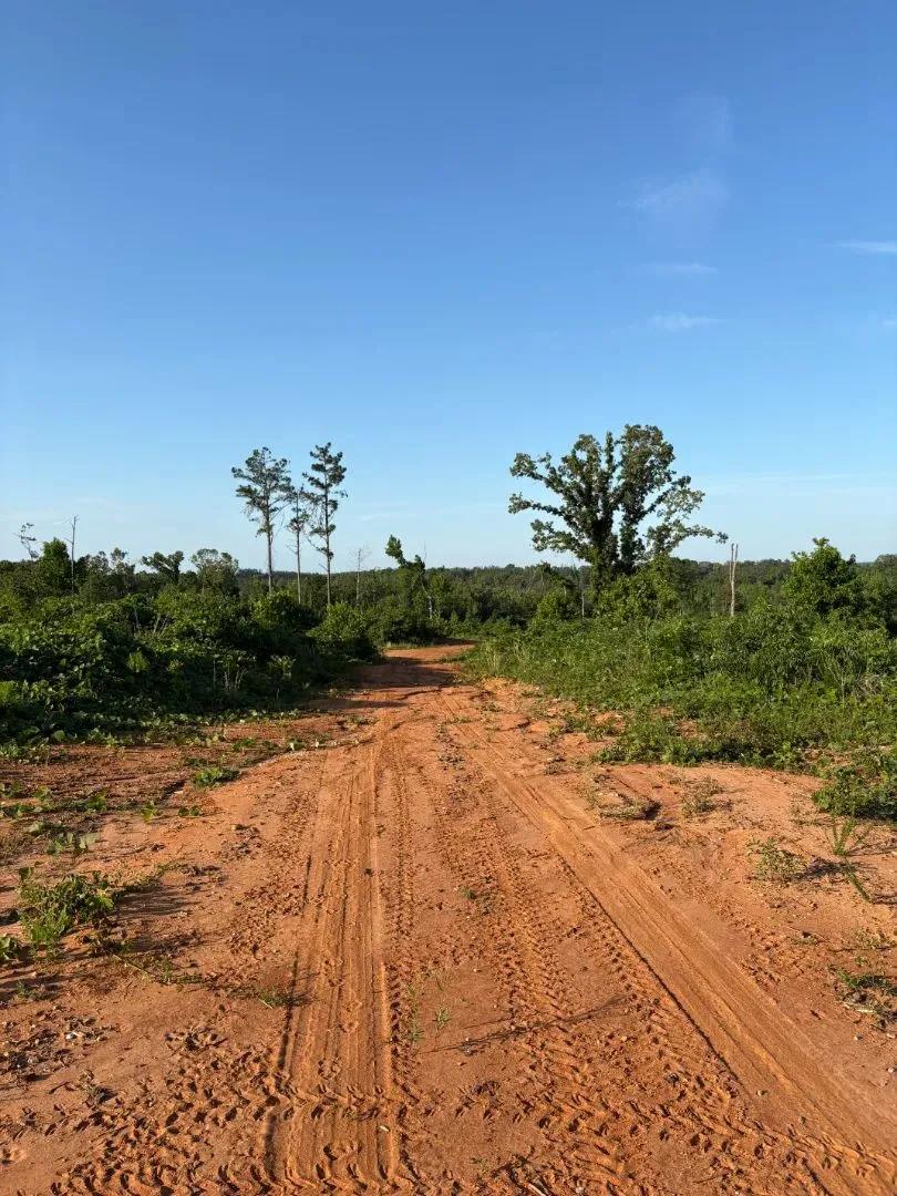 44 Acres in Union County, MS 