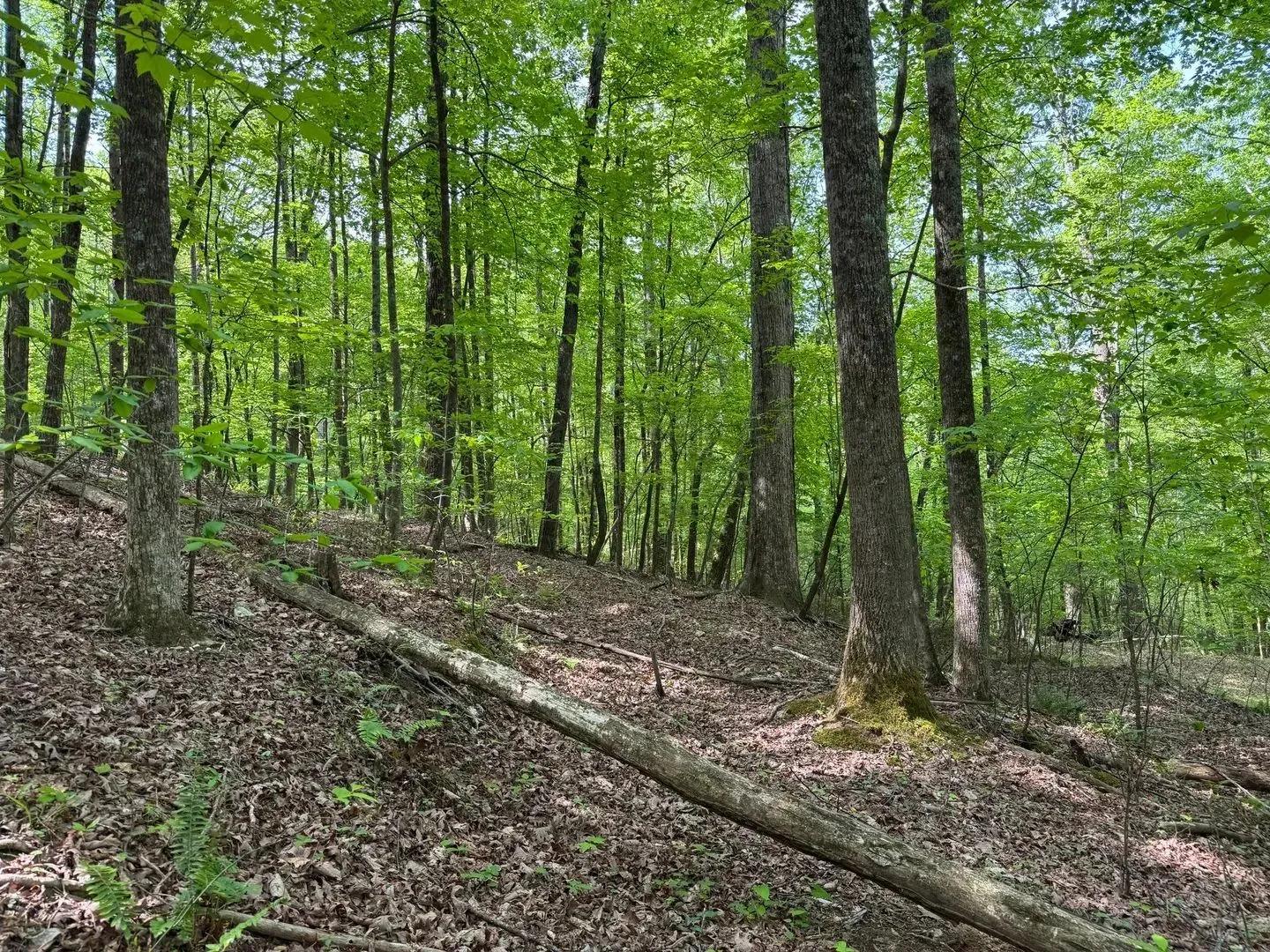 45468333-1