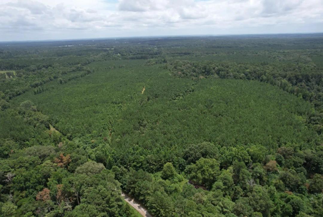 124 Acres in Smith County in Raleigh, MS