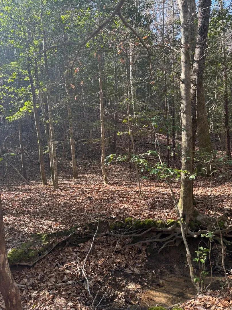 79.1 Acres in Monroe County, MS 