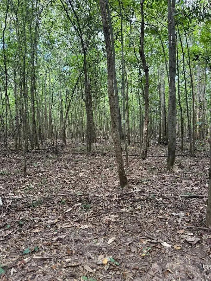 96 Acres in Crenshaw County, AL 