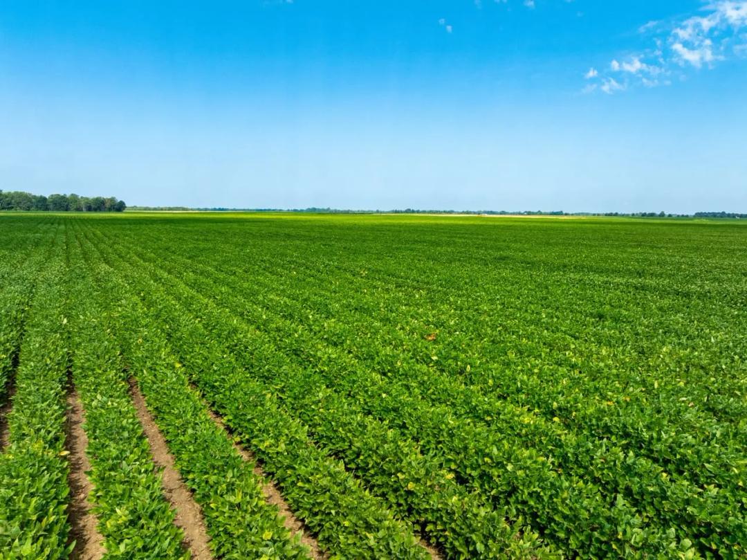 536 +/- Row Crop Acres, Rice Farm,Duck Hunting,  Alicia, Arkansas, Lawrence County