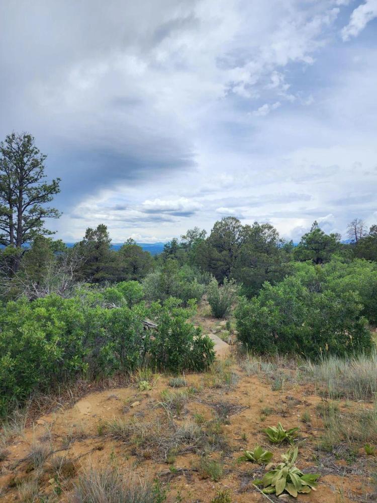 TBD Columbine Circle 251, Weston, CO 81091