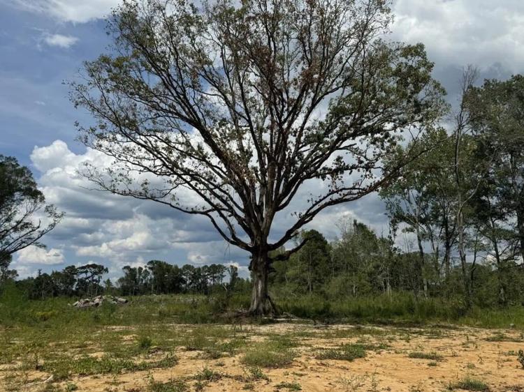 32 Acres Land for Sale Amite County, Mississippi
