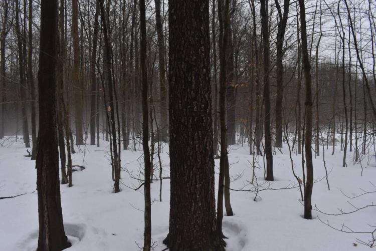 Wooded with Young Timber, Corner Lot and Adjoins State Land
