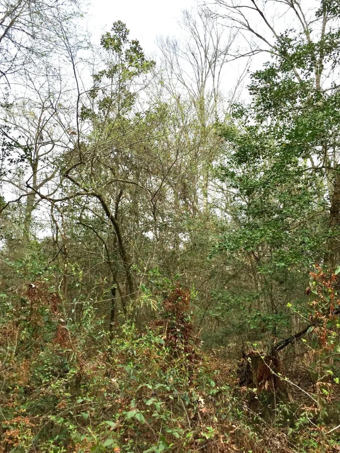 Chitto Creek, Beauregard Parish, +/- 41 Acres