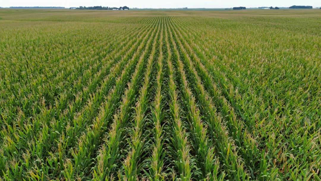 The Propst Farmland Auction | 341.25 +/-  Acres | Menard County, IL