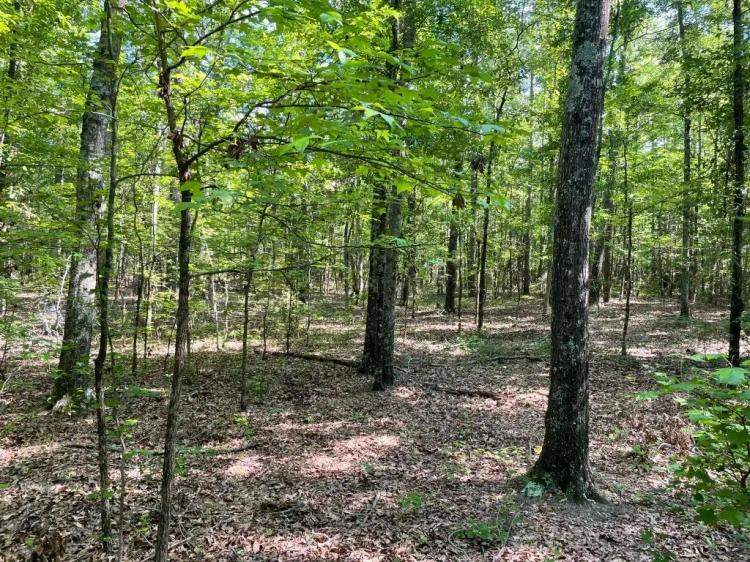 +/-8.22 Acres – Tract 2 on Clatworthy Road in Honea Path, SC